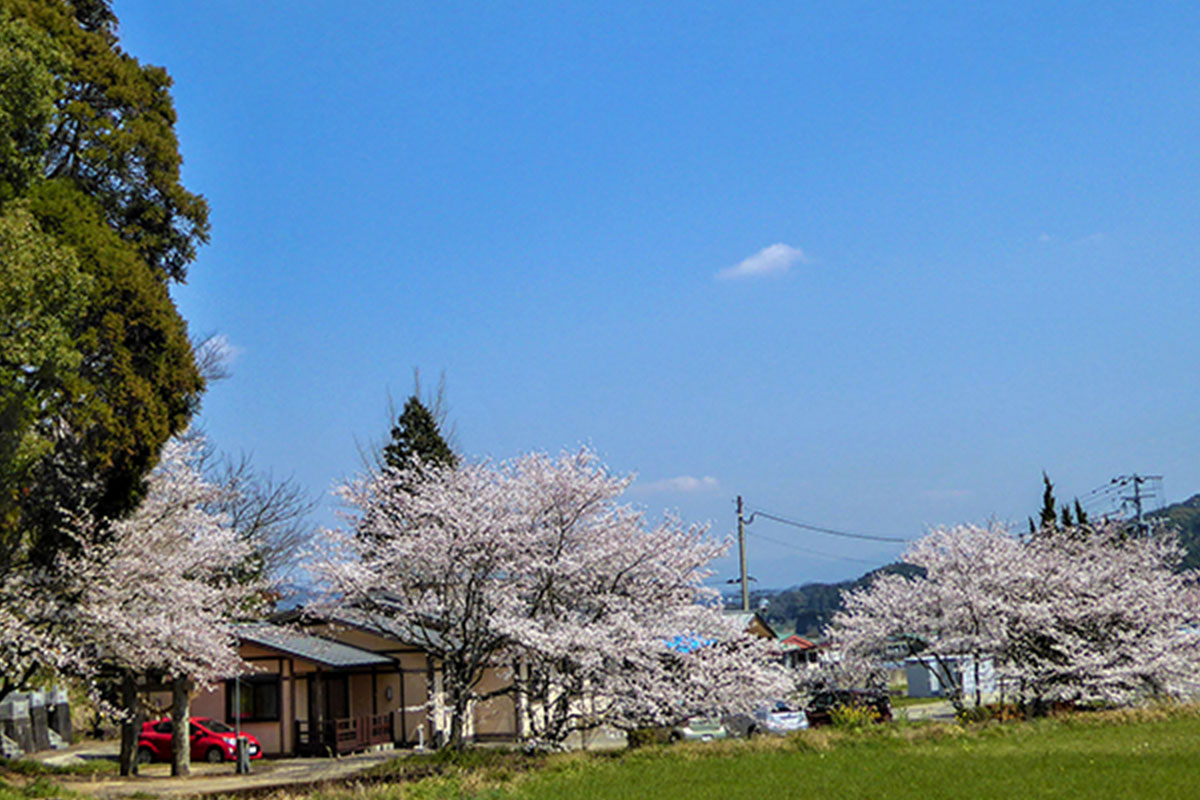 <span id="spring">春</span>ビラ・ラズリは桜に囲まれます